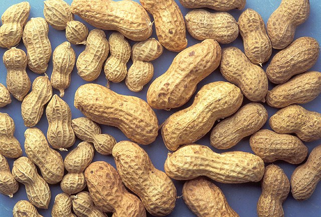 Peanuts in the shell — USDA Agricultural Research Service photo